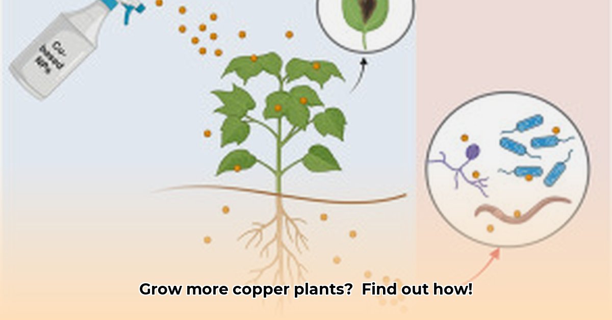 sustainable-copper-plant-farming